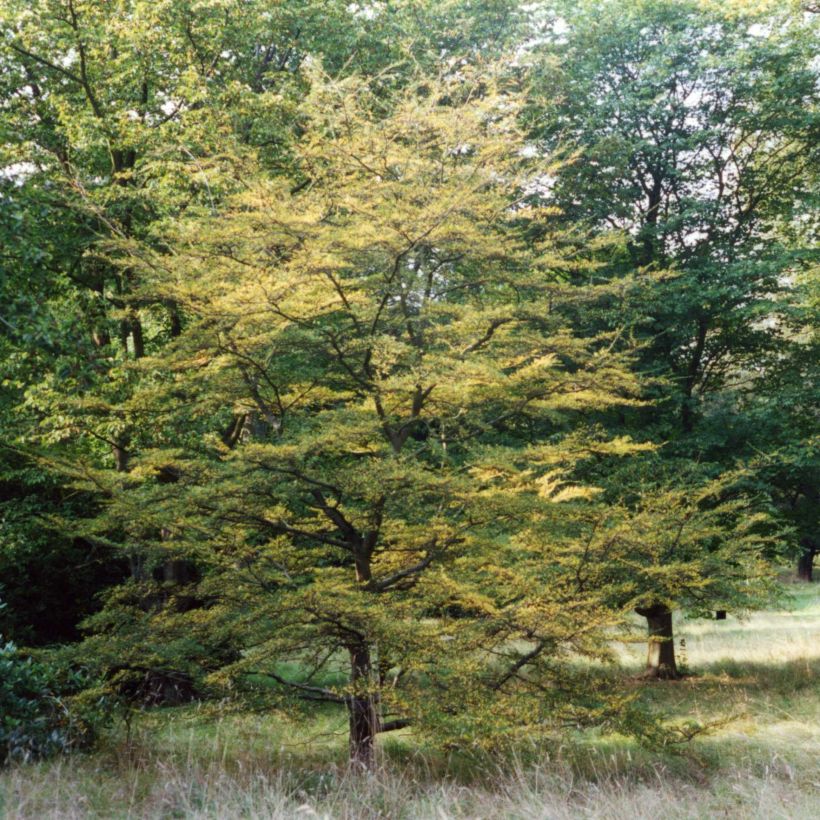 Nothofagus antarctica - Faggio australe (Porto)