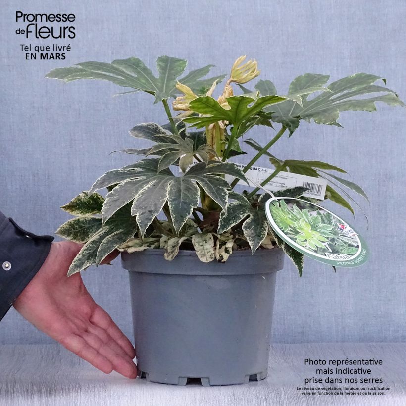 Fatsia japonica Variegata Vaso da 3L/4L esemplare consegnato in primavera