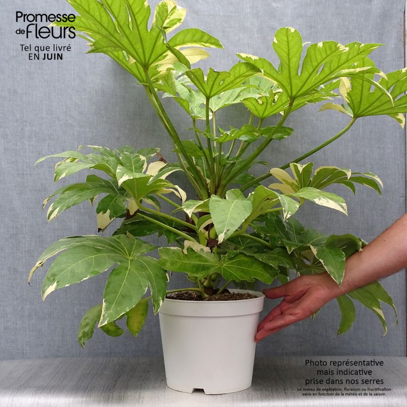 Esemplare di Fatsia japonica Variegata Vaso da 6L/7L consegnato in estate