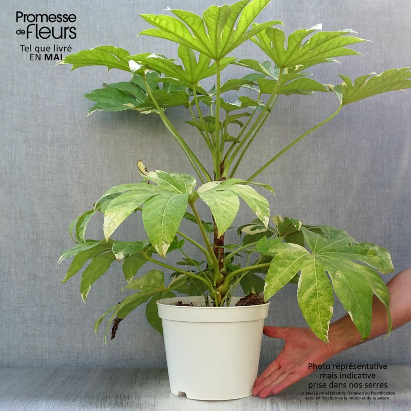 Fatsia japonica Variegata Vaso da 6L/7L esemplare consegnato in primavera