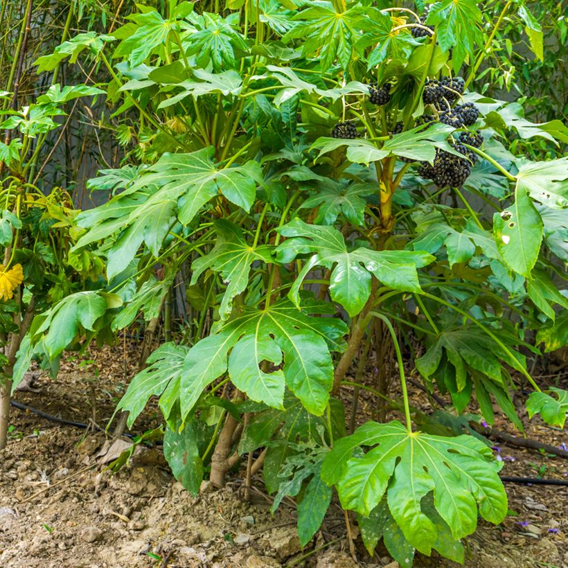 Fatsia japonica - Aralia giapponese (Plant habit)