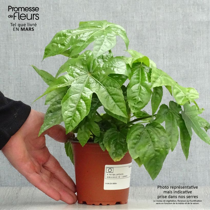 Example of Fatsia japonica - Aralia giapponese Vasetto da 8/9 cm as you get in printemps