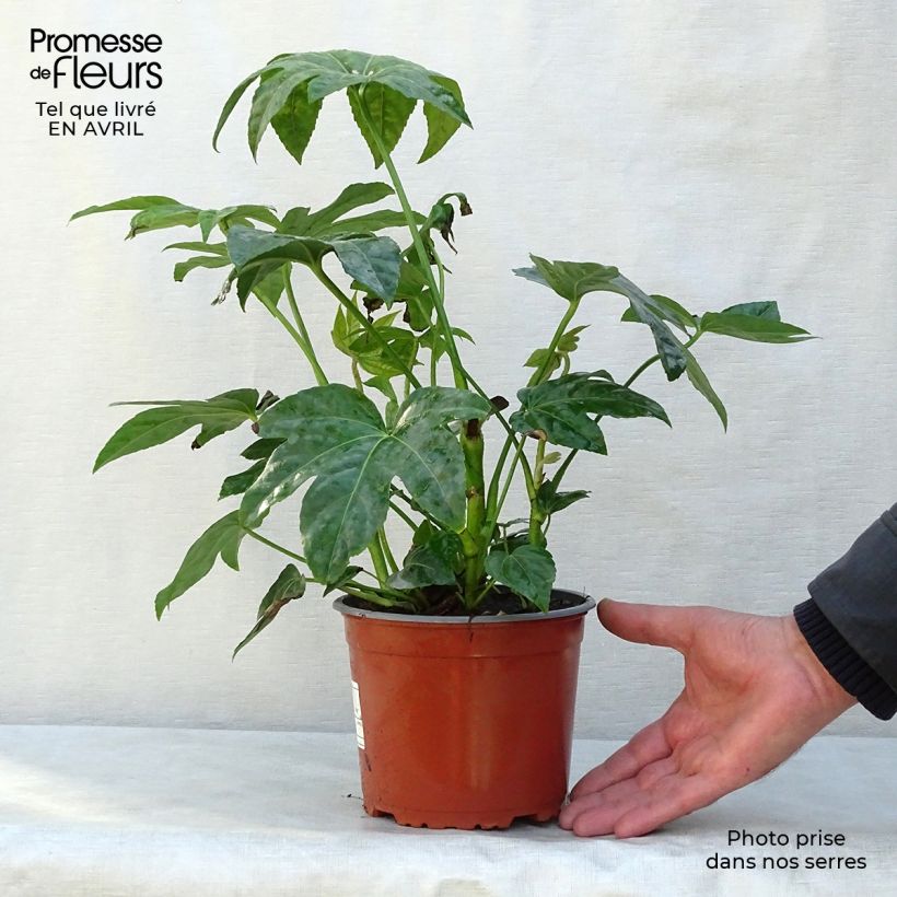 Example of Fatsia japonica - Aralia giapponese Vaso da 2L/3L as you get in printemps