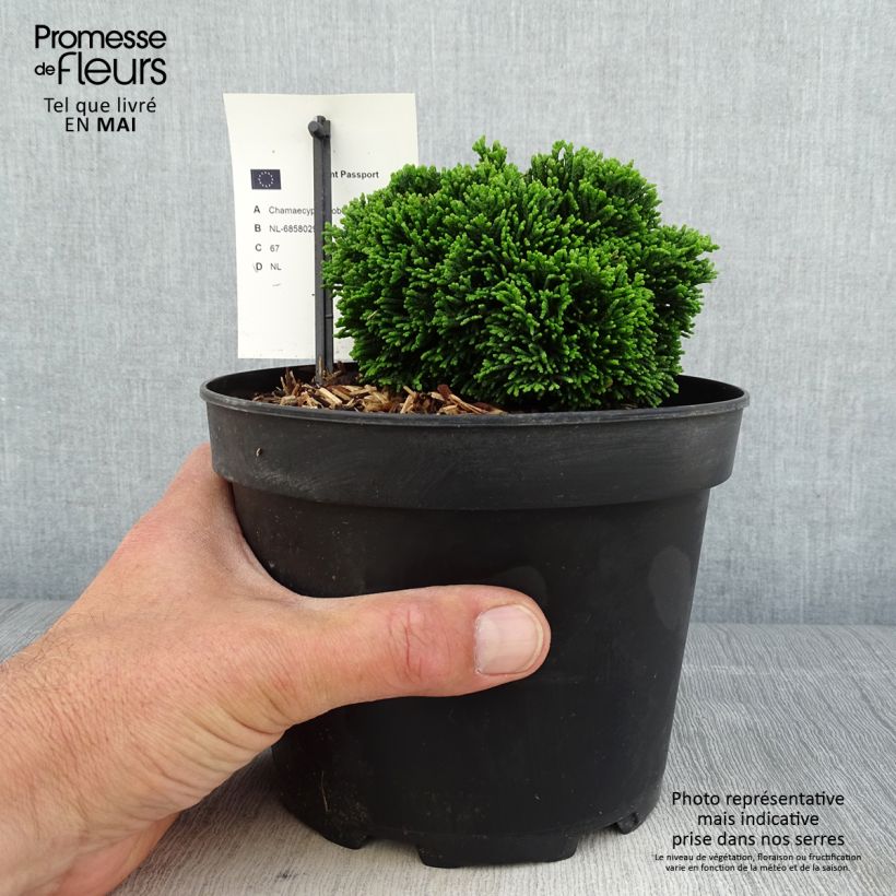 Example of Chamaecyparis obtusa Juniperoides - Cipresso di Hinoki Vaso da 2L/3L as you get in printemps