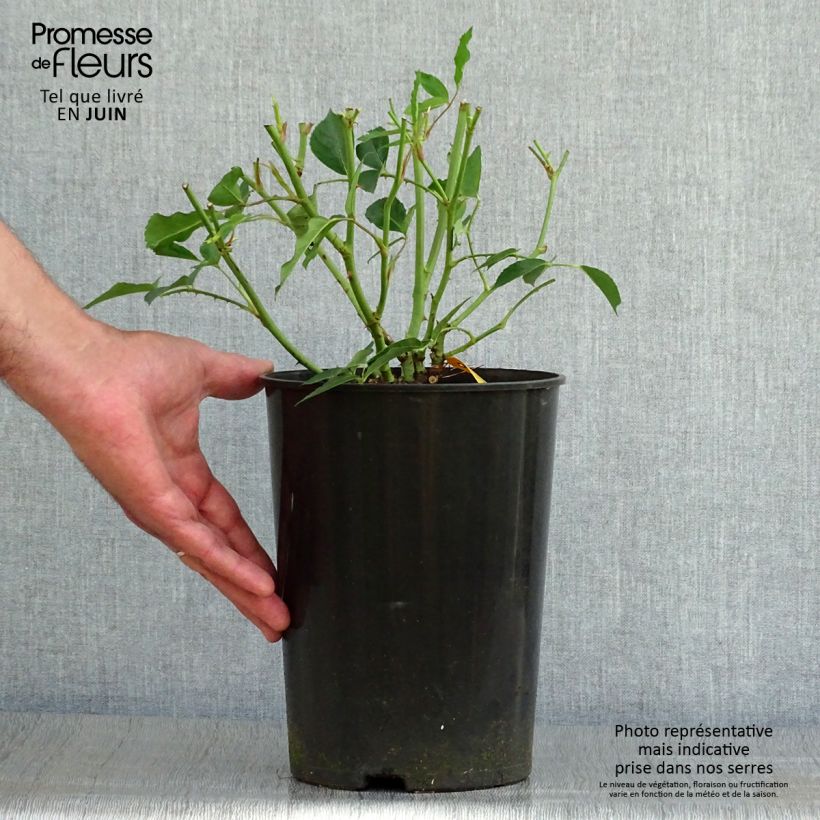 Esemplare di Rosa Floribunda Bianca Iceberg (Schneewittchen) Vaso da 4L/5L consegnato in estate