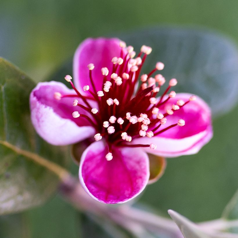 Feijoa Apollo (Fioritura)