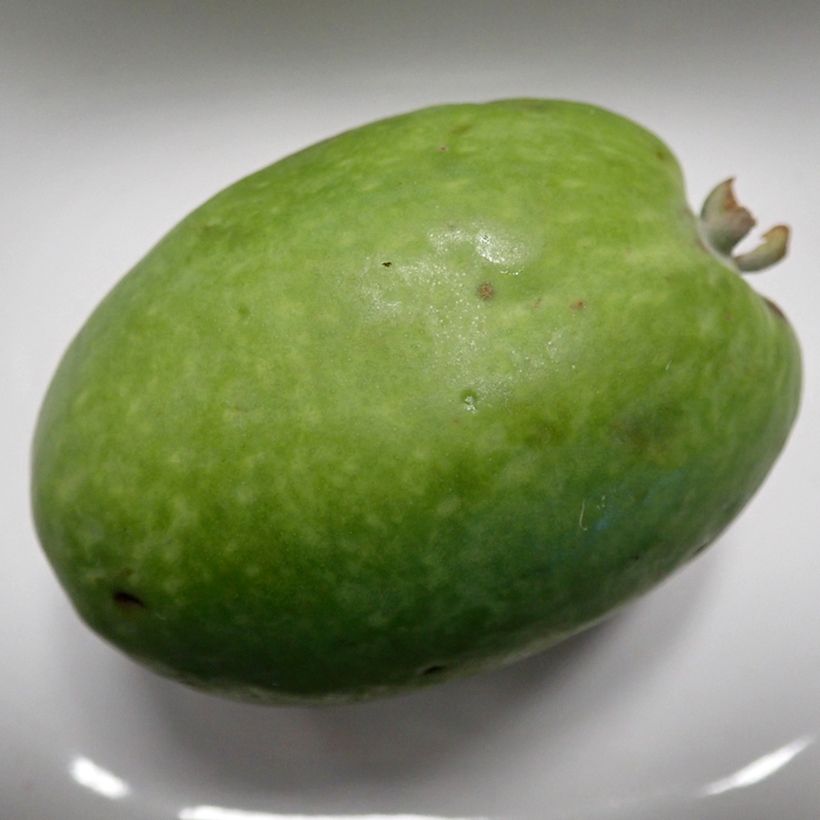 Acca sellowiana Mammouth - Feijoa (Harvest)