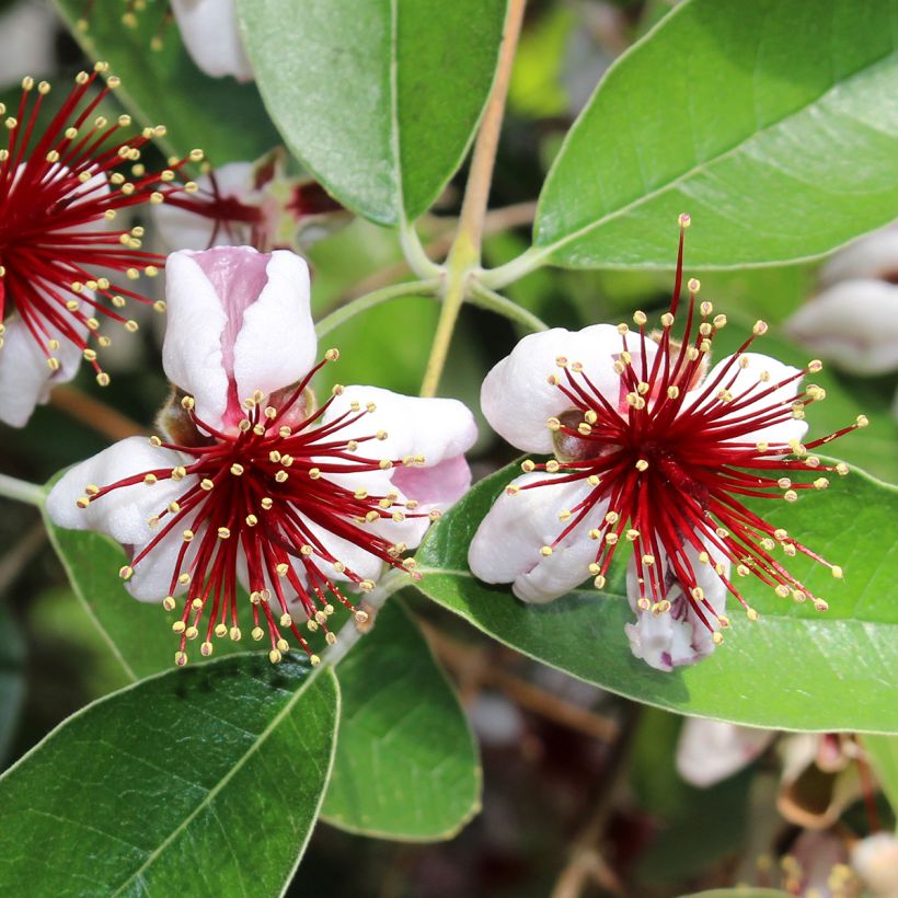 Acca sellowiana Mammouth - Feijoa (Flowering)