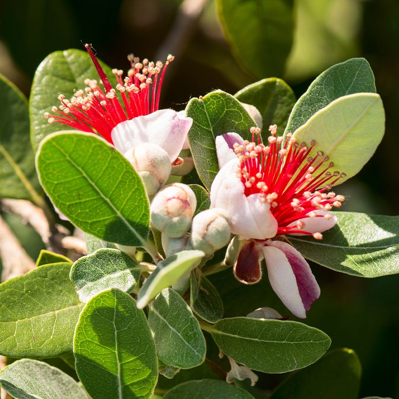 Feijoa Triumph (Fioritura)