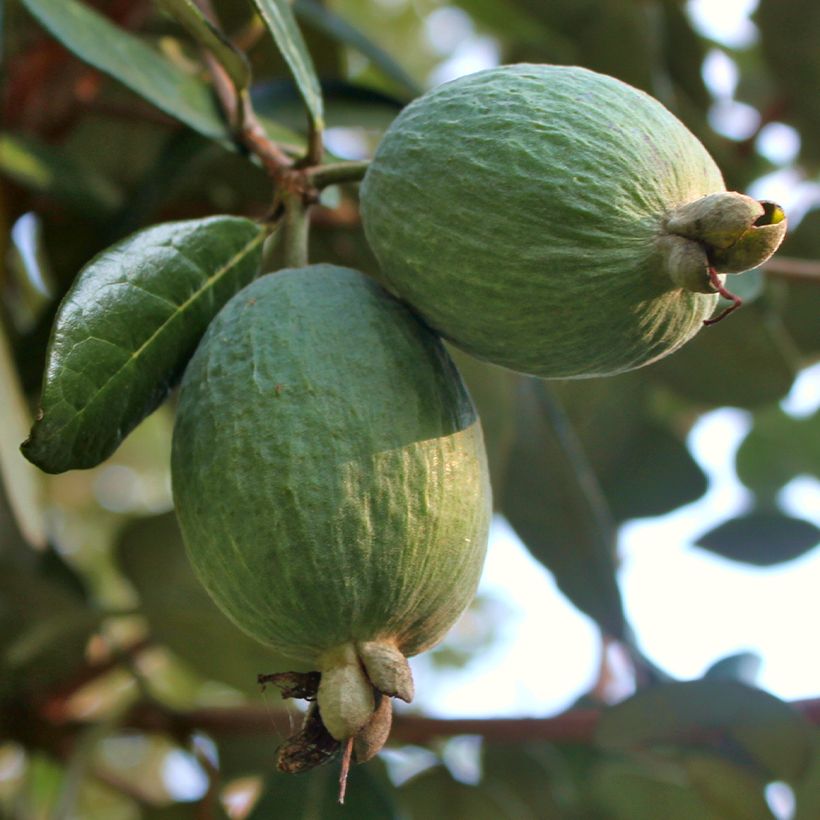 Feijoa Triumph (Raccolta)