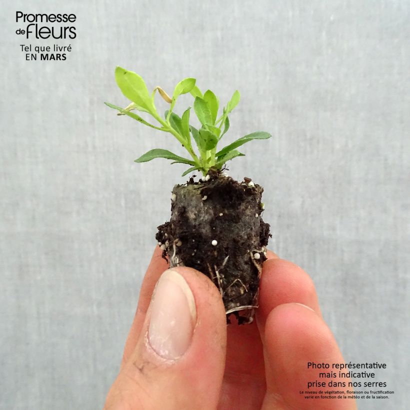 Felicia amelloides Forever Blue - Agatea Mini zolla Ø 1,5/2,5 cm esemplare consegnato in primavera