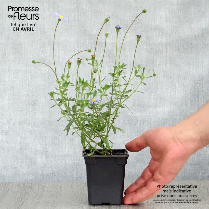 Felicia amelloides - Agatea Vasetto da 7/8 cm esemplare consegnato in primavera