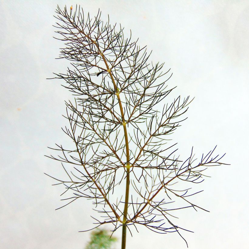 Finocchio Purpureum (Foliage)