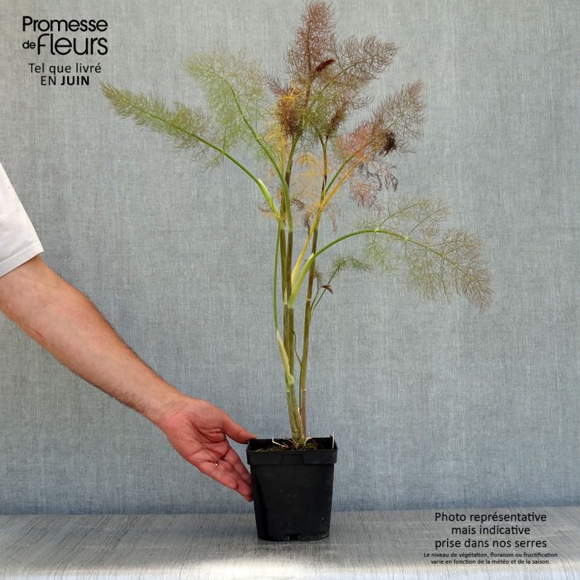Example of Finocchio Purpureum Vaso da 2L/3L as you get in printemps
