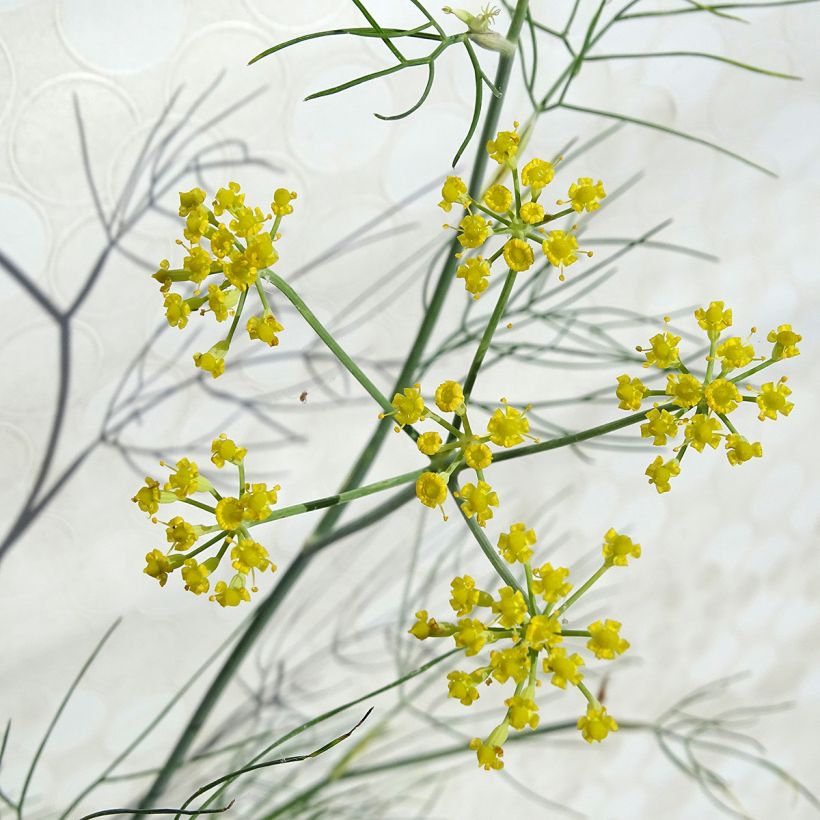 Foeniculum vulgare - Finocchio (Flowering)