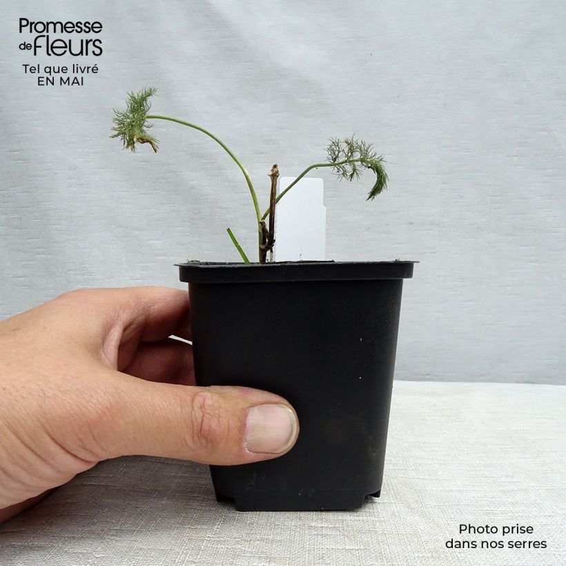 Example of Foeniculum vulgare - Finocchio Vasetto da 7/8 cm as you get in printemps