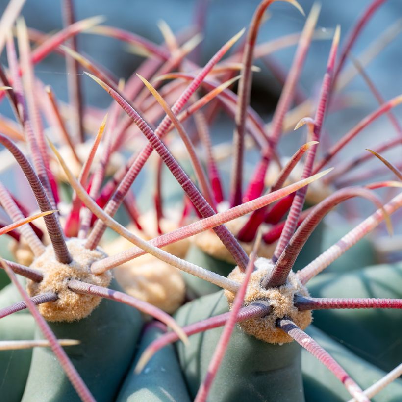 Ferocactus emoryi (Foliage)