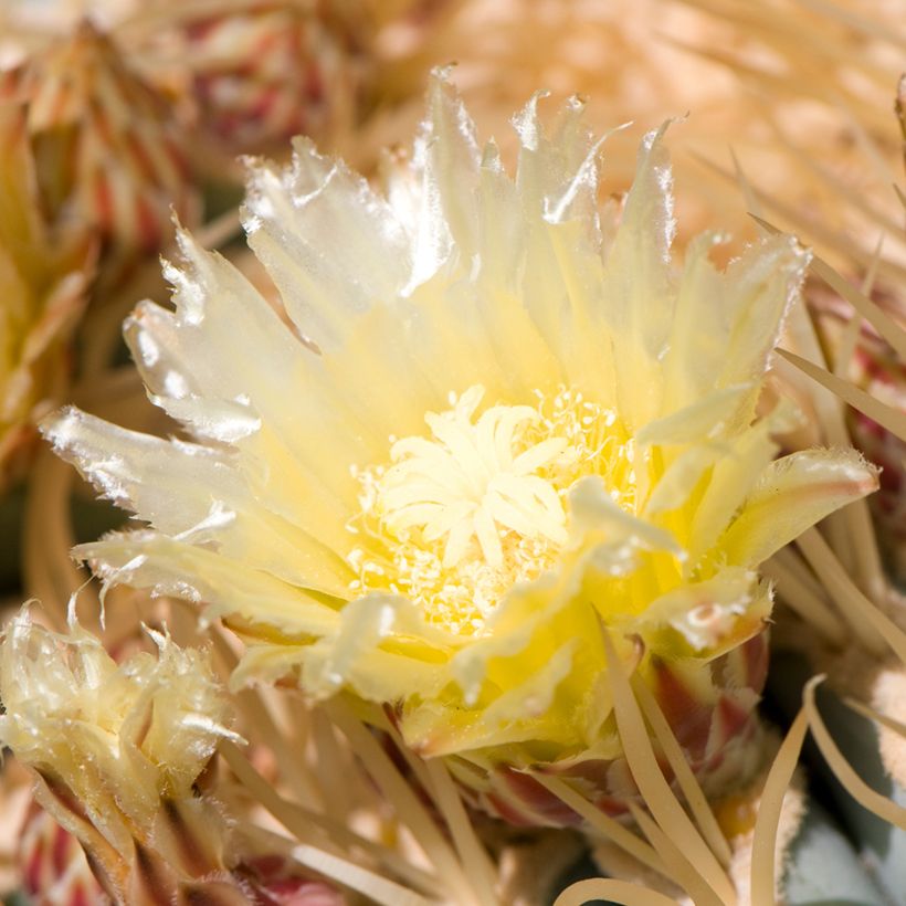 Ferocactus glaucescens (Fioritura)