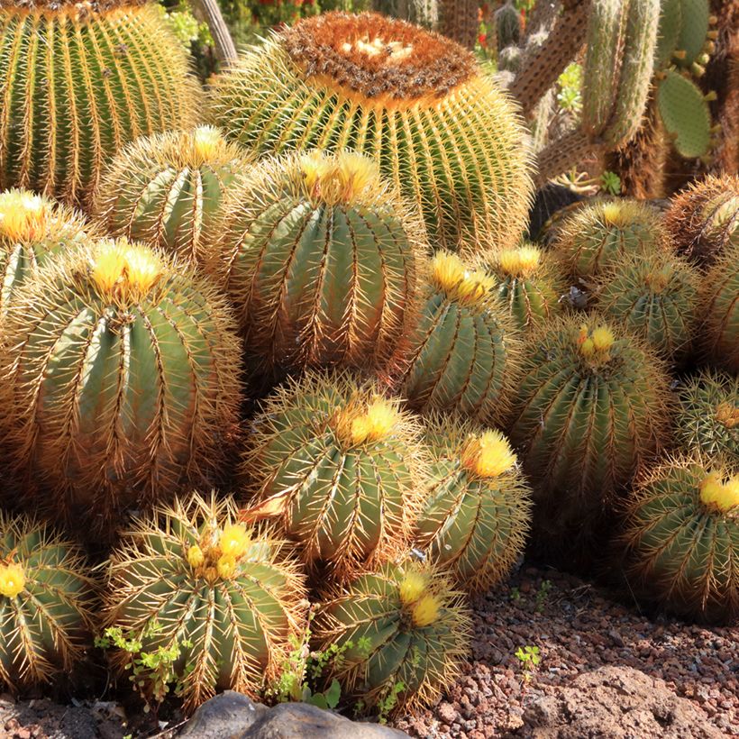 Ferocactus glaucescens (Porto)