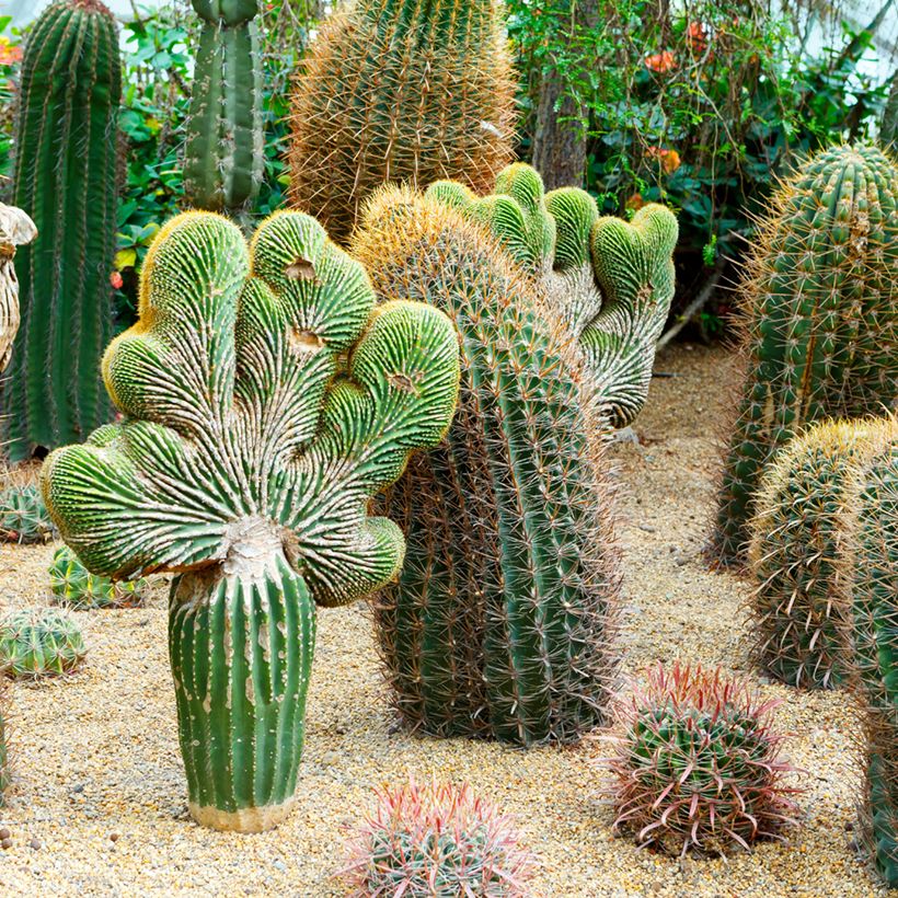 Ferocactus gracilis subsp. coloratus (Porto)