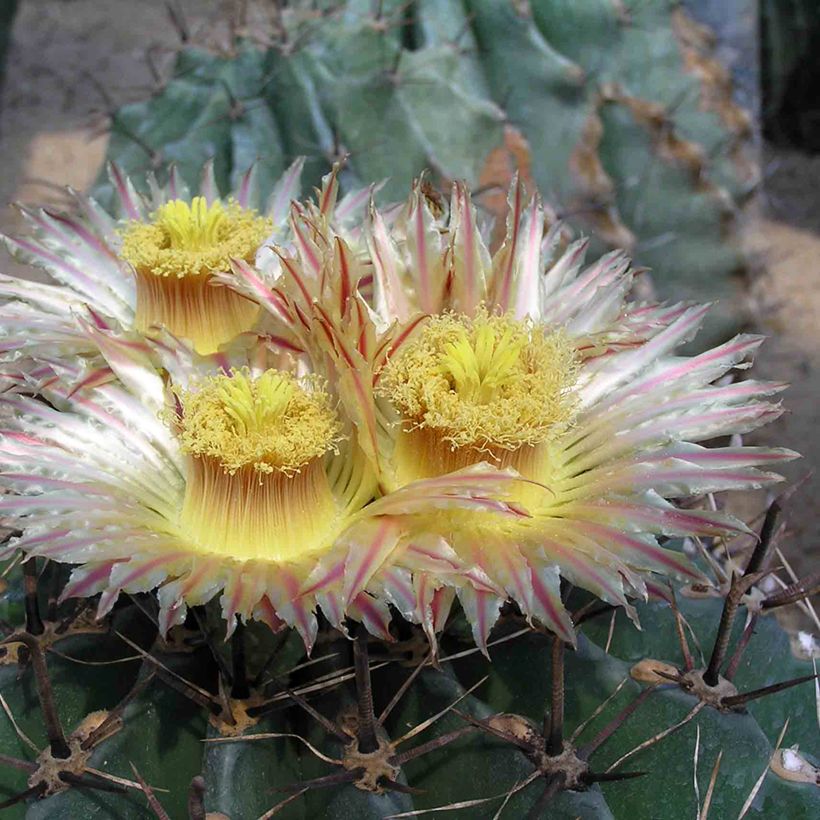 Ferocactus horridus (Fioritura)