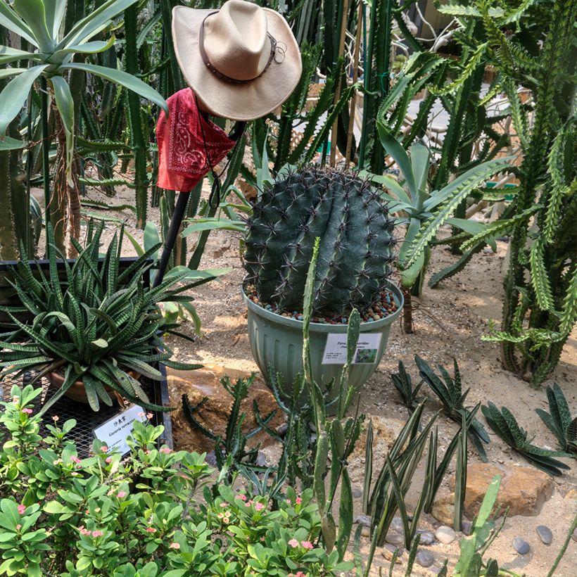 Ferocactus horridus (Porto)