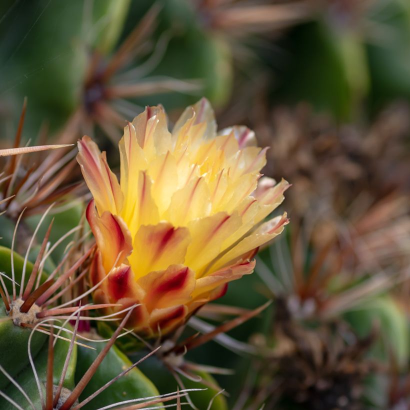 Ferocactus robustus (Fioritura)