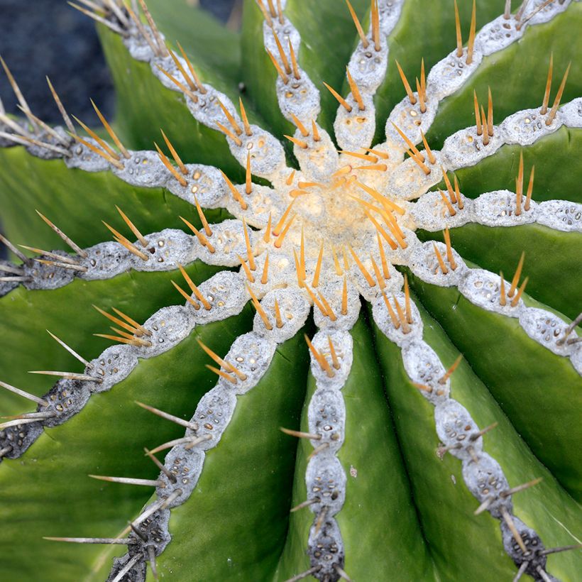 Ferocactus schwarzii (Foliage)