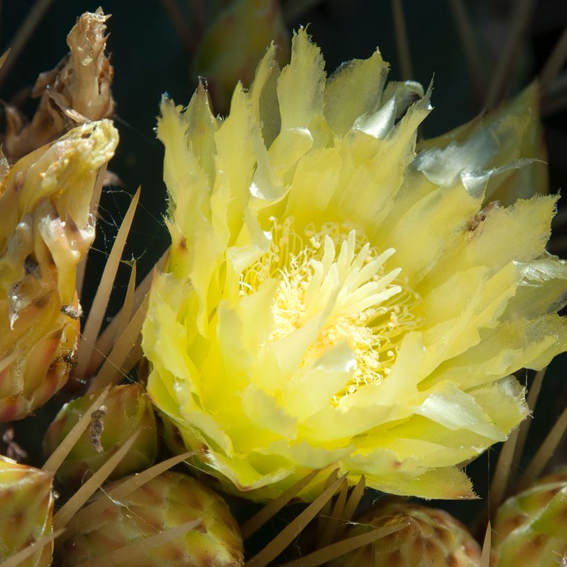 Ferocactus schwarzii (Flowering)