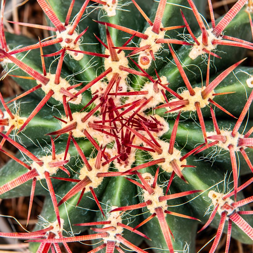 Ferocactus stainesii (Fogliame)