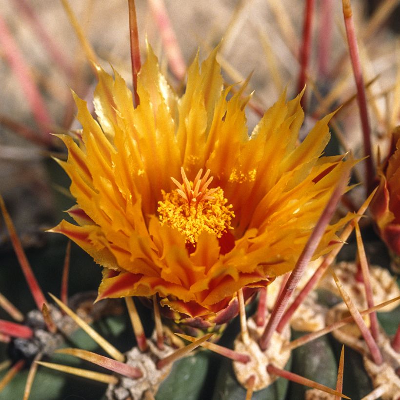 Ferocactus stainesii (Fioritura)