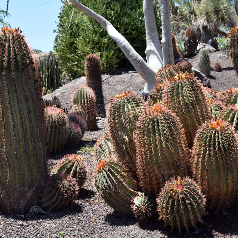 Ferocactus stainesii var. pilosus (Porto)