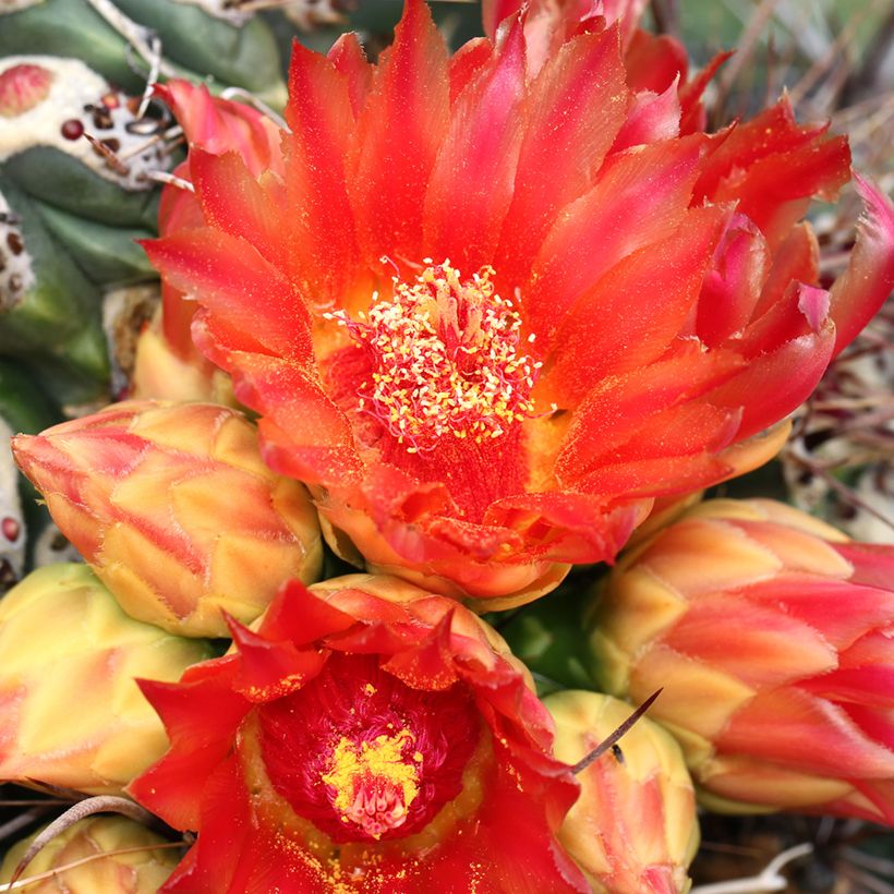 Ferocactus emoryi (Flowering)