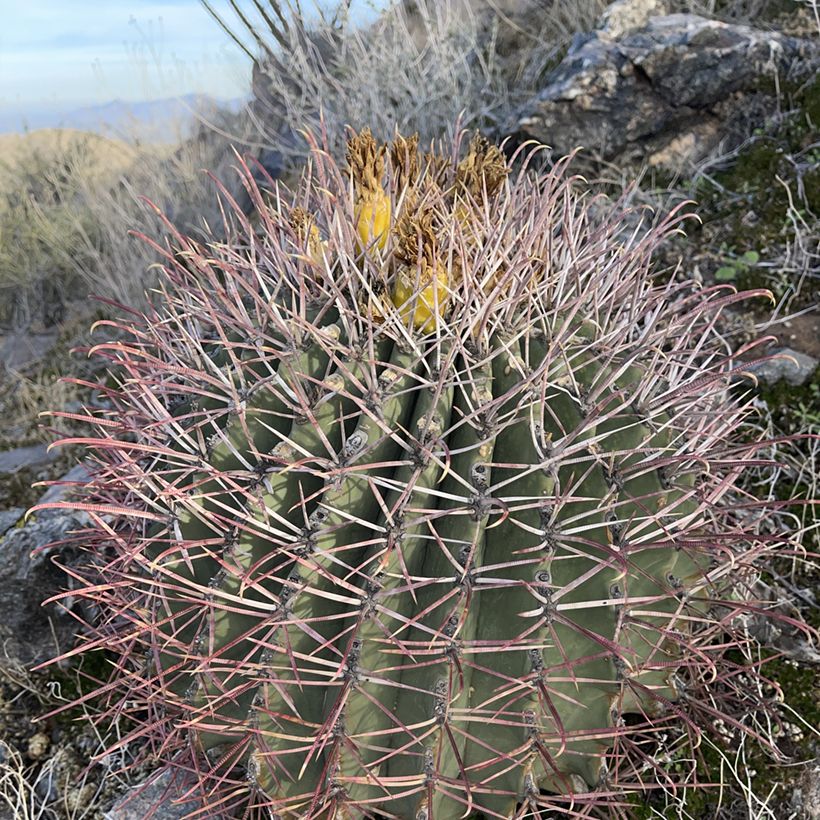 Ferocactus emoryi (Plant habit)