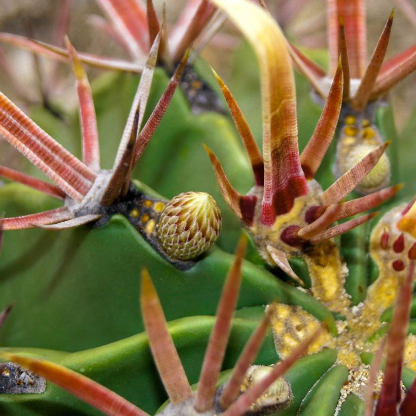 Ferocactus latispinus (Fogliame)