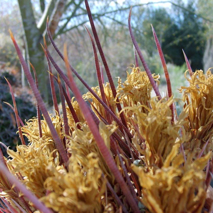 Ferocactus rectispinus (Fogliame)