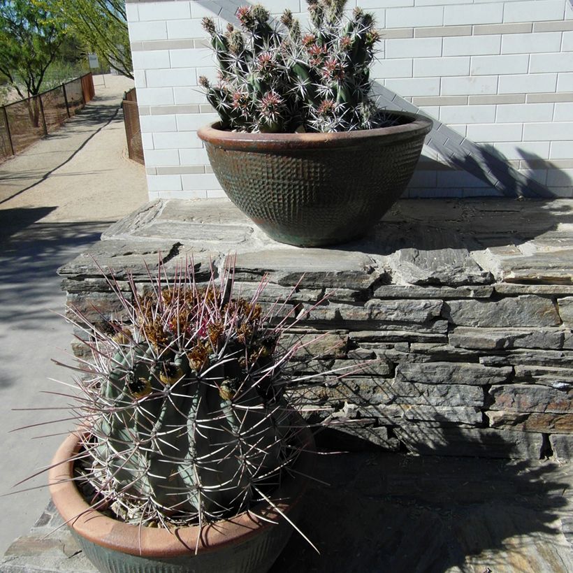 Ferocactus rectispinus (Porto)