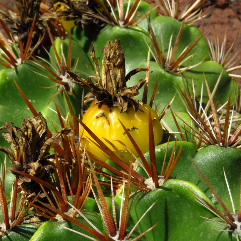 Ferocactus robustus (Raccolta)