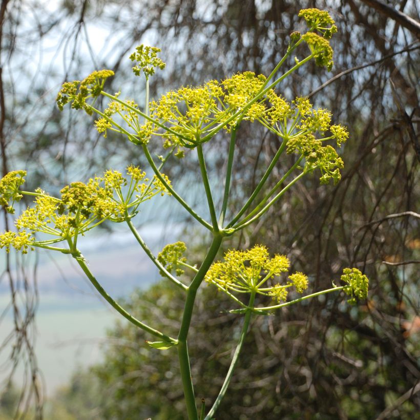 Ferula communis - Finocchiaccio (Fioritura)
