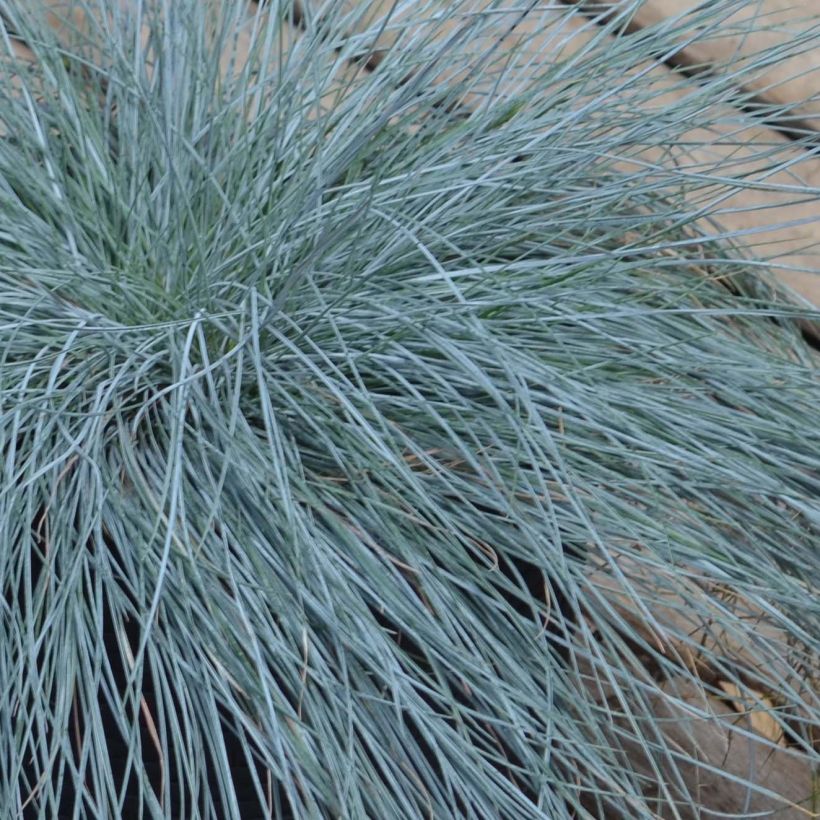 Festuca glauca Intense Blue - Festuca blu (Fogliame)