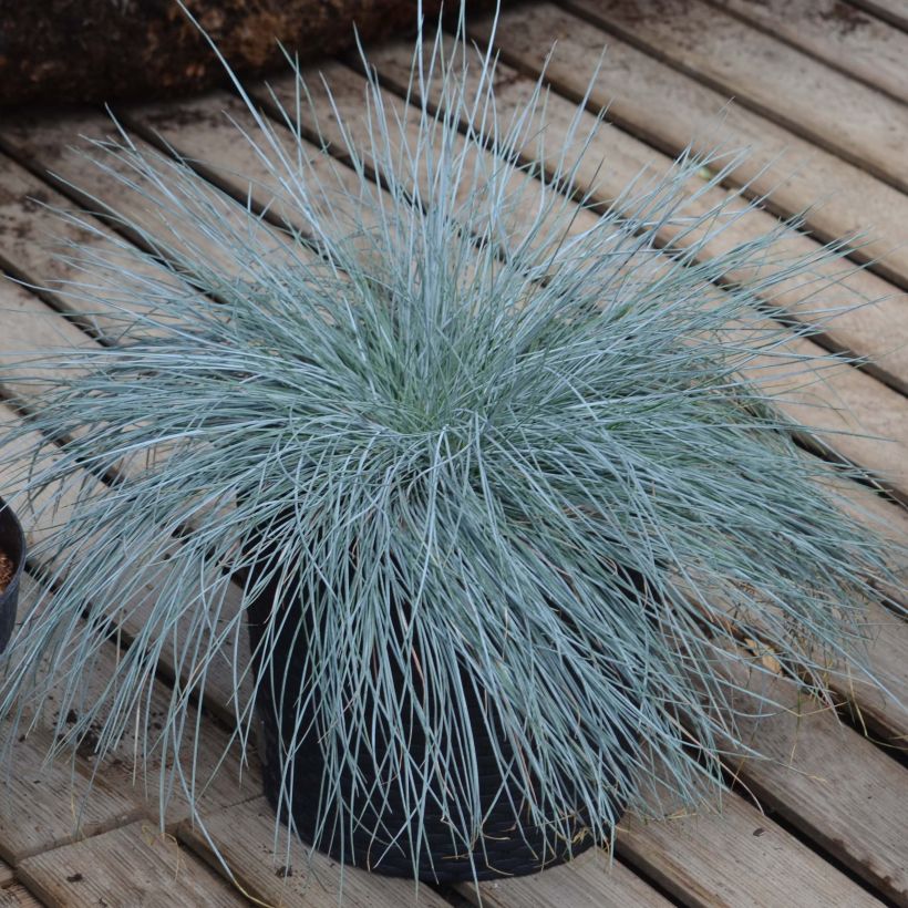 Festuca glauca Intense Blue - Festuca blu (Porto)