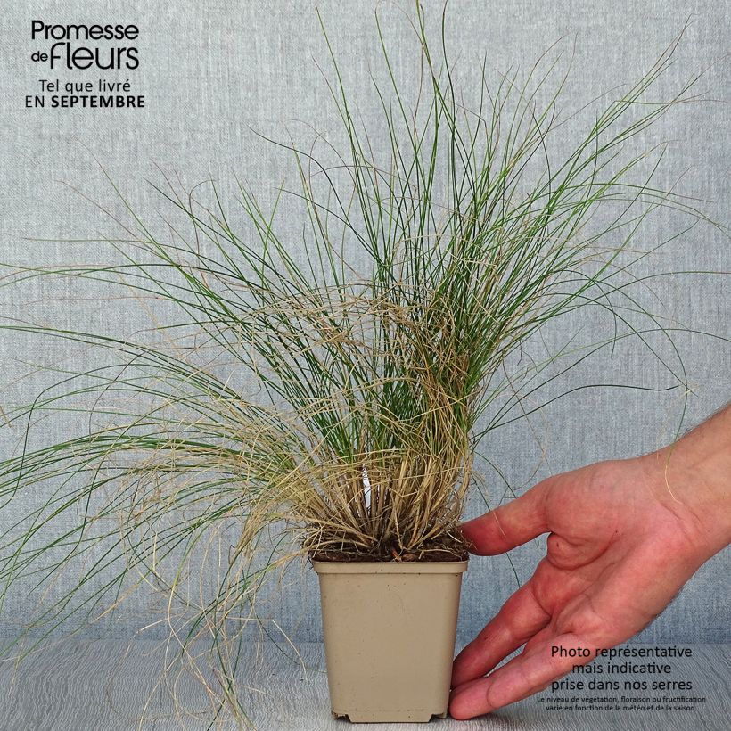 Esemplare di Festuca Sunrise Vasetto da 8/9 cm come consegnato in autunno