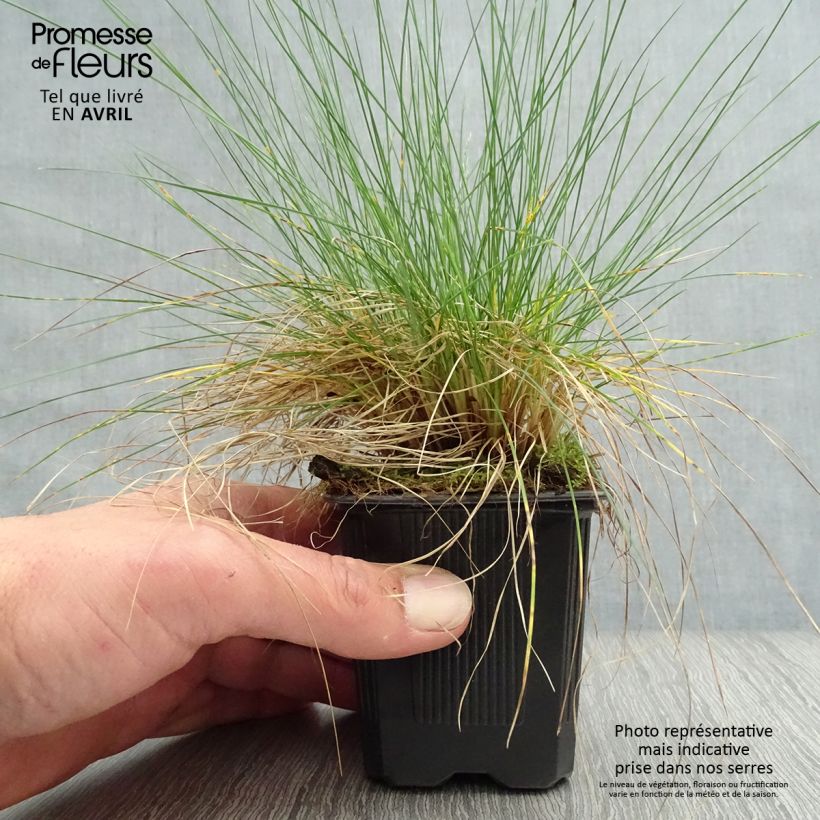 Festuca filiformis - Festuca a foglie capillari Vasetto da 8/9 cm esemplare consegnato in primavera