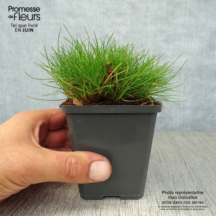 Esemplare di Festuca gautieri Vasetto da 8/9 cm consegnato in estate