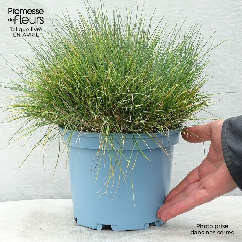 Festuca glauca Elijah Blue - Festuca blu Vaso da 2L/3L esemplare consegnato in primavera