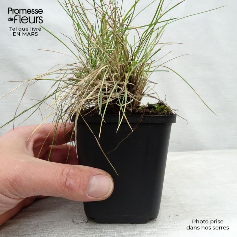 Example of Festuca valesiaca Glaucantha Vasetto da 8/9 cm as you get in printemps