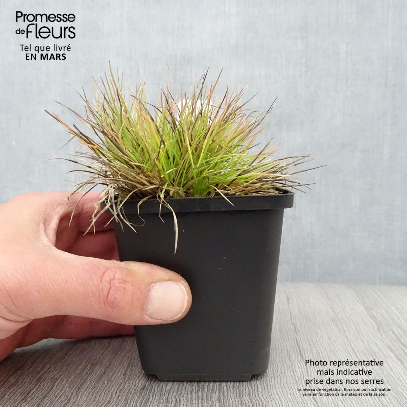 Example of Festuca glauca Golden Toupee - Festuca blu Vasetto da 8/9 cm as you get in printemps