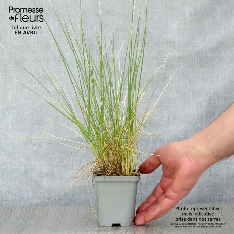 Festuca mairei Vasetto da 8/9 cm esemplare consegnato in primavera