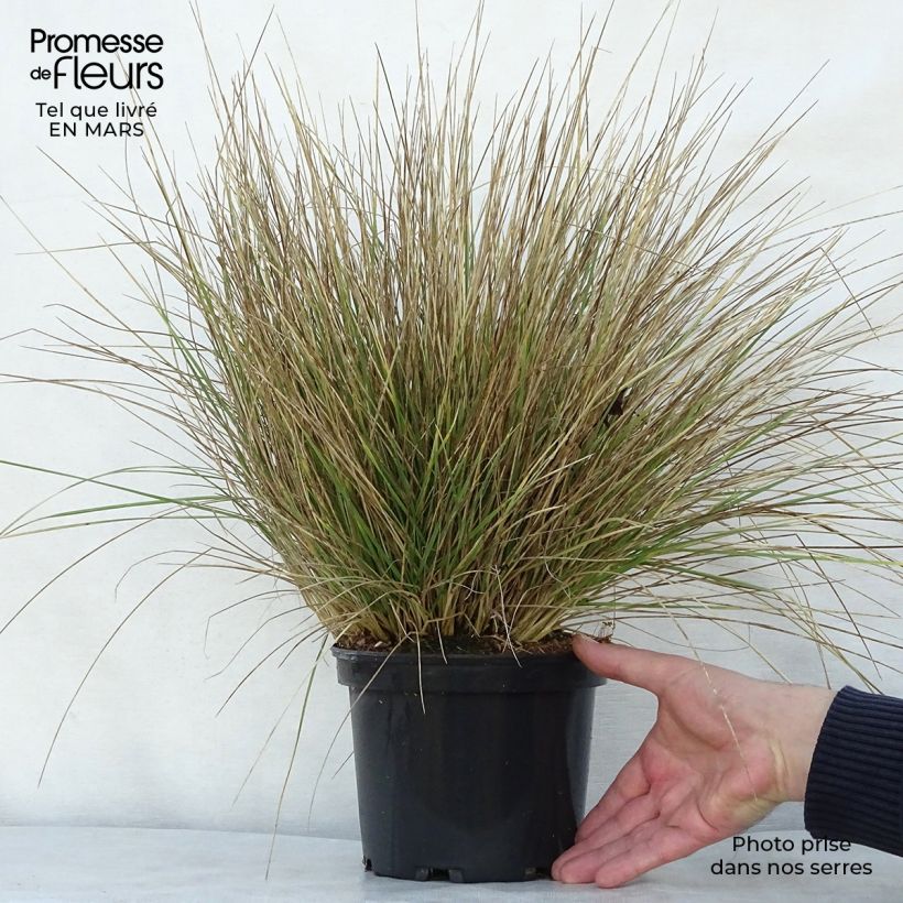 Festuca mairei Vaso da 2L/3L esemplare consegnato in primavera