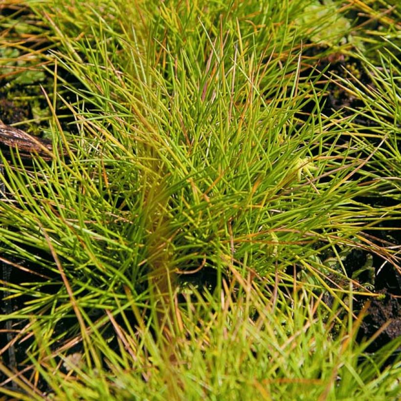 Festuca glauca Golden Toupee - Festuca blu (Foliage)